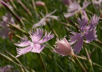 Obraz premium nelken