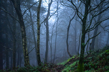 forest in fog spooky 