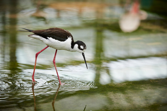 Stilts Bird Images – Browse 17,072 Stock Photos, Vectors, and Video | Adobe  Stock