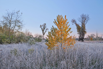 Landscape of frosted autumn meadow at dawn, Jackson Hole Lake, Fort Custer State Park, Michigan, USA