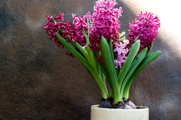 pink hyacinths in a pot on abstract background