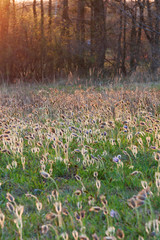 Obraz premium Pulsatilla Grandis on a meadow in the afternoon sunshine. Purple flowers on a spring meadow