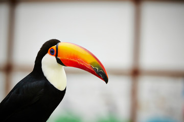 Fototapeta premium Toco toucan at bird garden