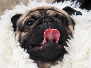 Portrait of a funny dog. Folded muzzle of a pug