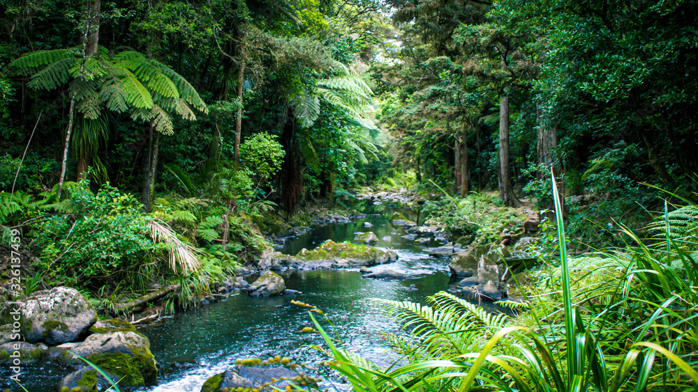 Wall mural Creek in rain forrest