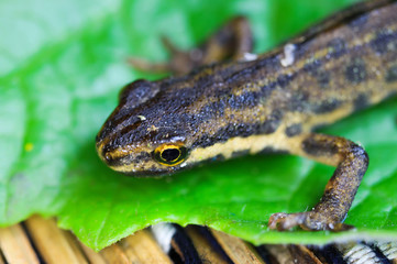 Macro closeup of small palmate newt (lissotriton helveticus) head on green leave (Focus on head)