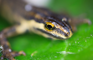 Macro closeup of small palmate newt (lissotriton helveticus) head on green leave (Focus on head)