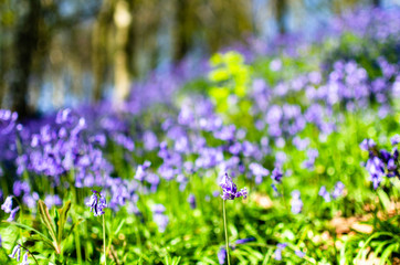 Bluebells blooming in a field in selective focus(