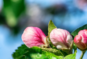 Very close up photo of apple tree branch with two pink flower buds in foreground in a Swedish garden in spring, blurry wooden benches and table at the background, Northern Sweden, Umea