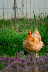 Chicken bird in farmyard domestic animal