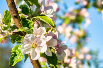 Close up photo of apple tree branch with light pink flower buds and green leaves in foreground in a Swedish garden in spring, Vasterbotten, Swedish fruit tree, Northern Sweden, Umea