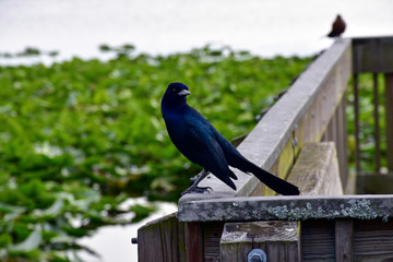 A common grackle is seen from the boardwalk at Lake Tarpon, Florida, a popular area for birding and fishing in the greater Tampa Bay area.