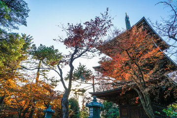 紅葉と三重塔のイメージ