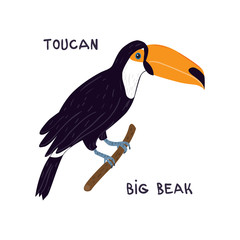 Drawn toco toucan with text Toucan big beak. Childish tee shirt print.