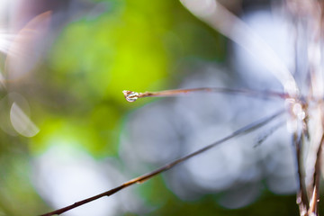 Gota de roc&iacute;o