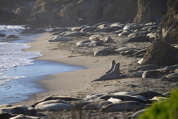 elephant seals on the beach on the California coastline