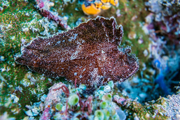 Indonesia-Leaf fish on the coral reef