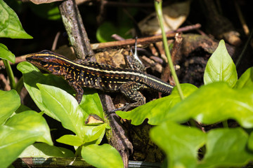 typical lizard of the Costa Rica jungle area