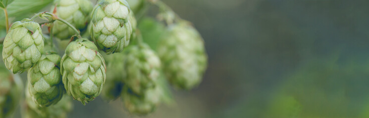 Cones of hops in a basket for making natural fresh beer, concept of brewing. Beautiful panoramic image, tinted.