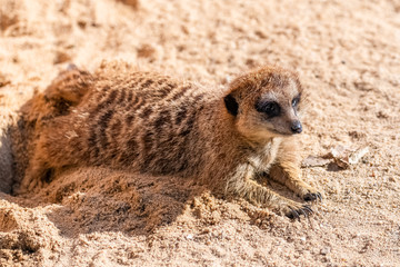 Fototapeta premium Meerkat, suricate, funny animal lying in a hole in the sand