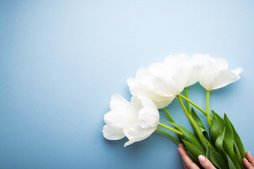 White tulips on blue background top view. Happy spring Holidays. Valentine's day. Birthday. Women's day. Easter. Flower wedding card, invitation, banner