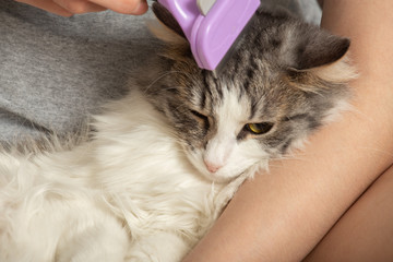 woman grooming cat