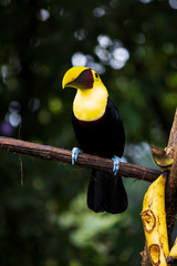 This family of ranphastidae birds of the order of the piciformes is very wide since it houses six genera and forty-two different species of toucans.