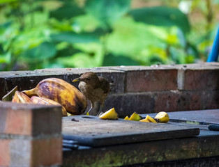 Brown bird looks for food in the Dave & Dave's Costa Rica Natural Park