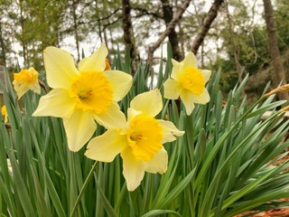 Obraz premium Closeup yellow daffodil (Narcissus) flower blooming in the garden , Winter in Georgia USA.