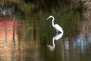White Egret in the wetland