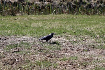 One hooded crow (corvus corone cornix) bird on a meadow in Finland.