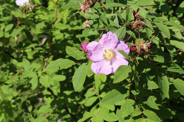 Light pink rose flower in a rose bush. A lot of green leaves around the blooming flower. Joyful, beautiful and delicate flower perfect for garden or yard. Color closeup image.