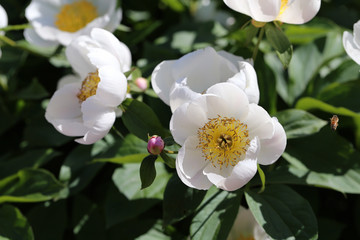 Rose bush with a lot of blooming white roses. Beautiful flowers photographed during a sunny spring day in Finland. Blossoming garden flowers with a lovely scent in a closeup color image.