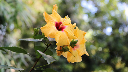 Two bright yellow hibiscus flowers in a closeup. In the background you can see plenty of green leaves, soft bokeh background with sharp flowers in the foreground. Vibrant, colorful, exotic flowers.