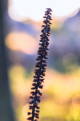 Hiking on Monte Pellegrino near Palermo on Sicily in Italy, Europe in Spring