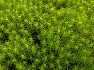 Green forest moss