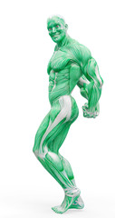 muscleman anatomy heroic body doing a bodybuilder pose eight in white background
