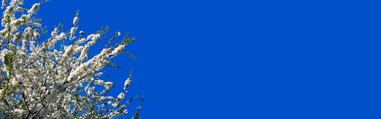 Banner. springtime. cherry blossom branches of a tree against blue sky. white flowers. bloom of spring trees in bright sunlight. apple's trees