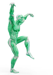 muscleman anatomy heroic body doing a karate pose in white background