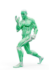 muscleman anatomy heroic body doing a fight pose one in white background