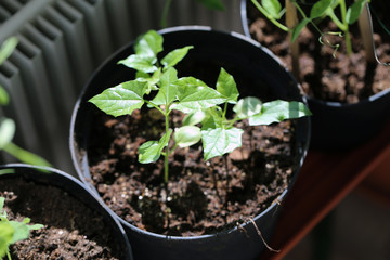 Small green leaves of organic homegrown seedlings in a private greenhouse. Soon these small plants will be indoor house plants. Photographed during a sunny spring day. Color closeup image.
