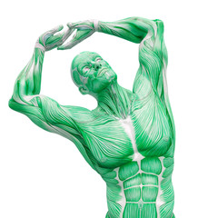 muscleman anatomy heroic body doing a stretch in white background