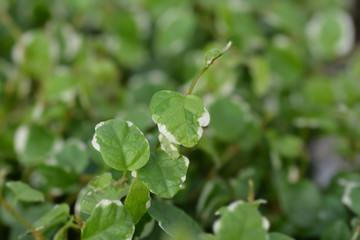 Creeping Fig White Sunny