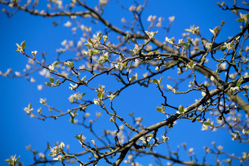 blooming cherry tree in spring against blue sky. Springtime. Branch of a blossoming apple or cherry tree. bloom of spring trees in bright sunlight.