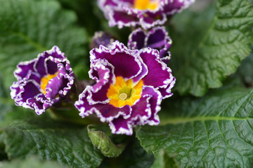 Sugar-coated primrose