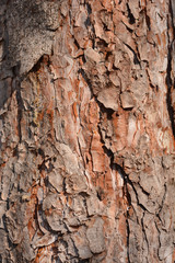 Black pine