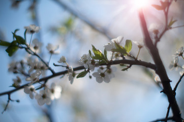 white flowers in spring on a very blurry background of red sunset with sunbeams