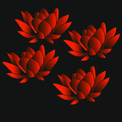 beautiful lily colors laush lava
