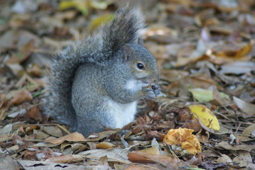 Squirrel