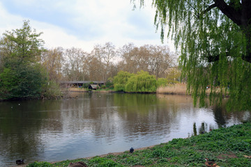lake with blue sky reflection. Calm lake in the park on a cloudy summer day. Green willow by the river on a spring day.